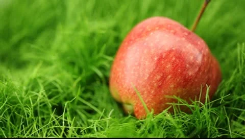Apple on the grass in the rain Video stock 10600298