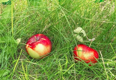 Apple on a green background Stock Photos