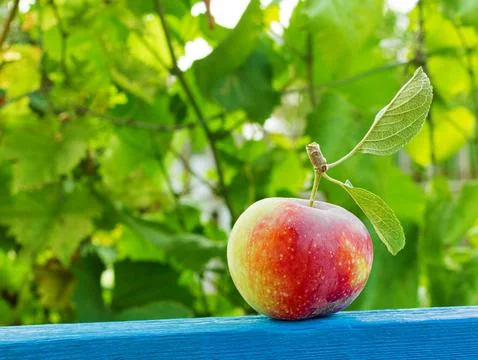 Apple on a green background Stock Photos