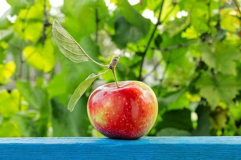 Apple on a green background Stock Photos