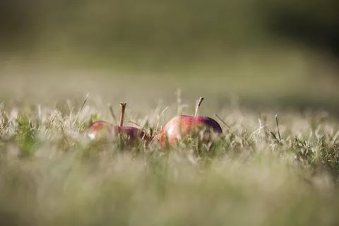 Apple on a green background Stock Photos