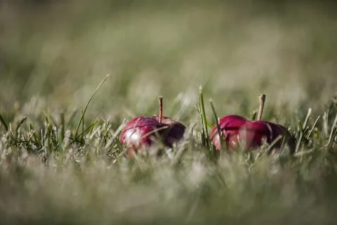 Apple on a green background Stock Photos