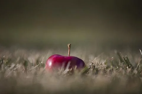 Apple on a green background Stock Photos