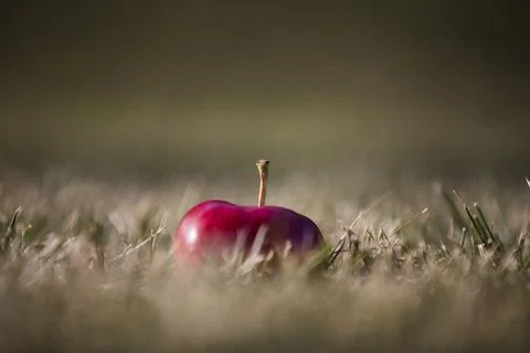Apple on a green background Foto stock
