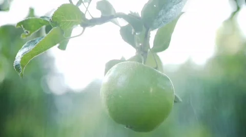 Apple Green - becomes spinkled Stock Footage 854847