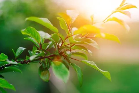 Apple Green  Branch Stock Photos