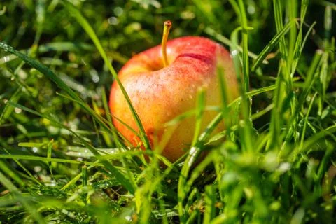 Apple on green grass in the garden Stock-Fotos