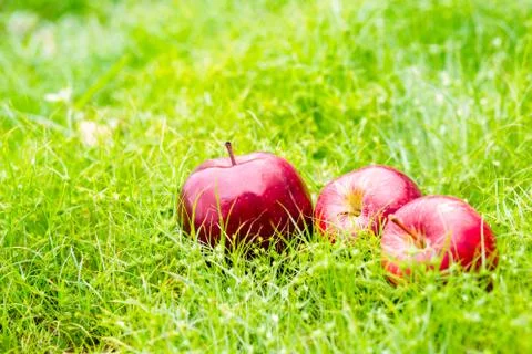 An apple is on the green grass. Stock Photos
