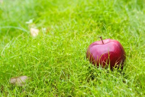 An apple is on the green grass. Stock Photos