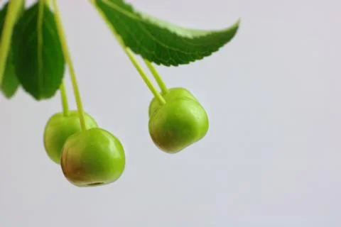 Apple with green leaf on white background Stock Photos