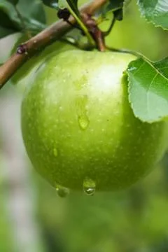 Apple Green Stock Photos