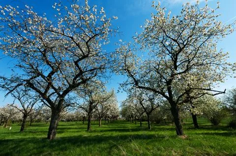 Apple groove Stock Photos