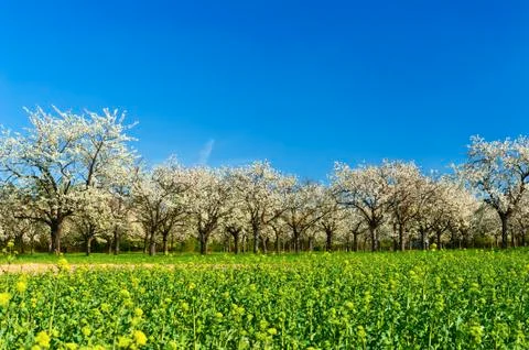 Apple groove Foto stock
