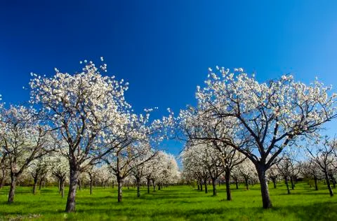 Apple groove Foto stock