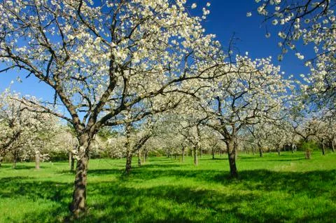 Apple groove Stock Photos