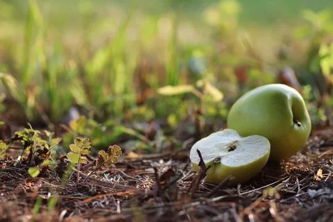 Apple on the ground outdoor Stock Photos