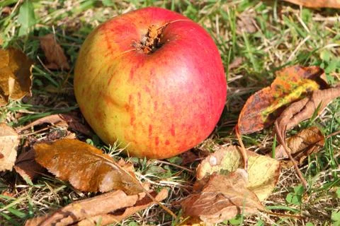 Apple on the ground Foto stock