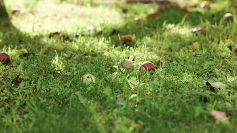Apple on the ground with sun lights. Fallen apples on the ground background Stock Footage 255432707