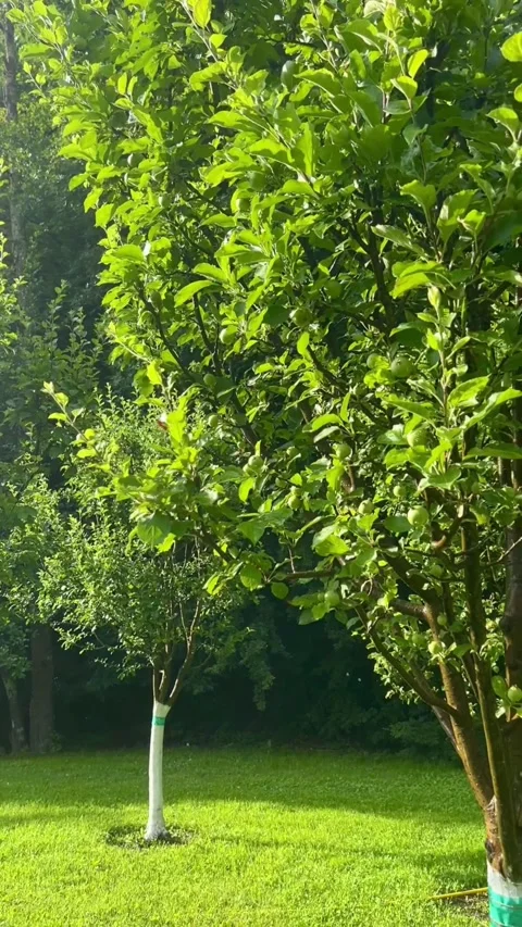Apple grove and automatic watering Garden with young apple trees Stock Footage 278003284