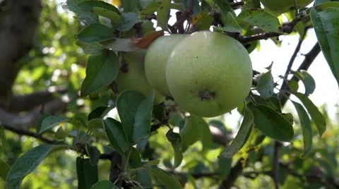 Apple grow on tree Stock Footage 10610540