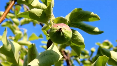 Apple growing on a branch against the blue sky Stock Footage 77861362