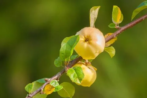 Apple growing on a branch Stock Photos