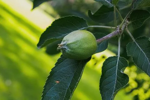 Apple growing on a summer tree Stock Photos