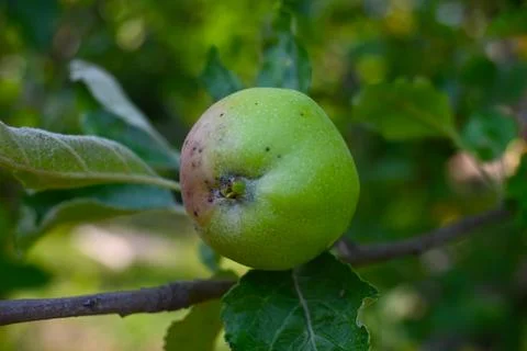 Apple Growing on Tree Close-Up, Natural Orchard Harvest Concept Photos