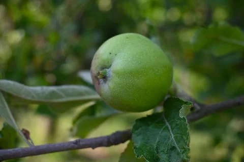 Apple Growing on Tree Close-Up, Natural Orchard Harvest Concept Stock Photos