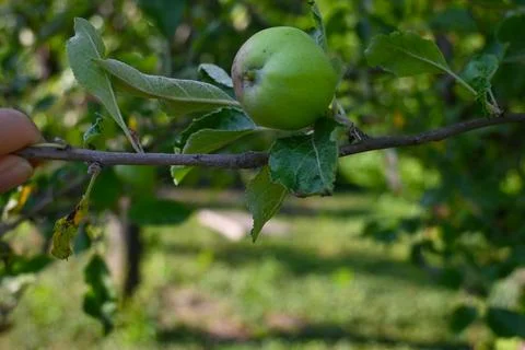 Apple Growing on Tree Close-Up, Natural Orchard Harvest Concept Stock Photos
