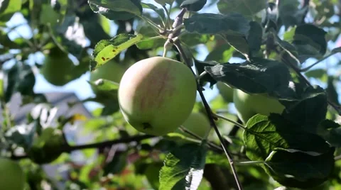 Apple Growing on a Tree. Orchard. the Sun is Shining. Stock Footage 65428954
