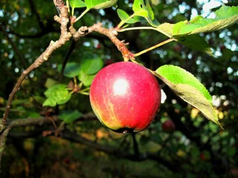 Apple growing on tree Stock Photos