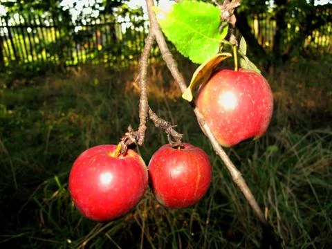 Apple growing on tree Stock Photos