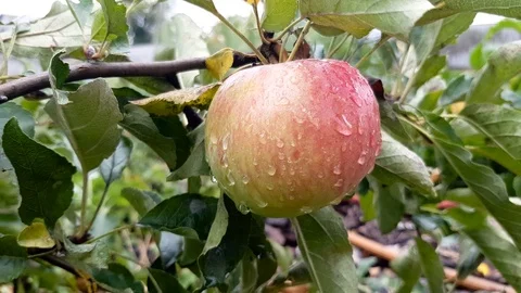 Apple grows on a tree Stock Footage 94385496