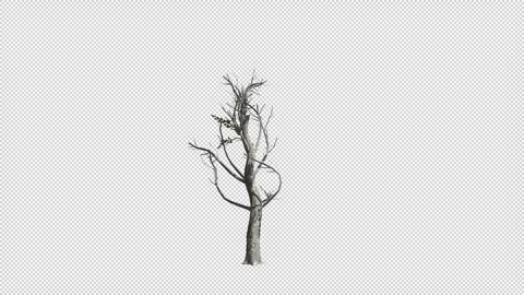 Apple Growth Stock-Footage 296035471