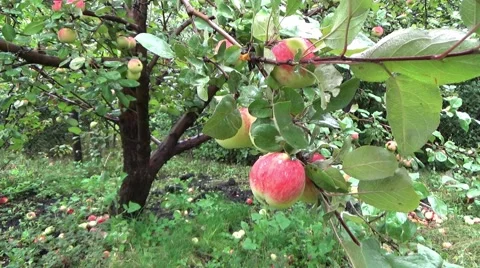 APPLE HAHGING ON A TREE BRANCH Stock-Footage 58805234