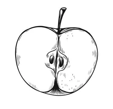 Apple half sketch style. Hand dawn fruit, healthy product, botanical decorative Иллюстрация