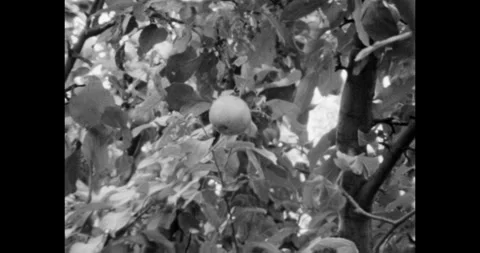 Apple Hanging on a Branch of an Apple Tree with Leaves, Day, Close-Up, zoom-in 動画素材 318214576