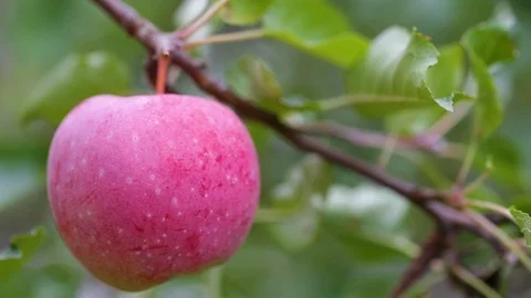 Apple is hanging on a branch Stock Footage 94386299