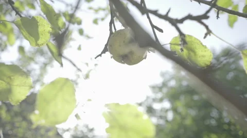 Apple hanging on a tree against the backdrop of sunlight Stock Footage 264291761