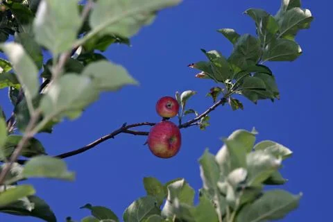 Apple hanging on a tree on a background sky Stock Photos