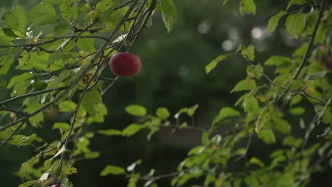 Apple hanging on tree branch during fall foliage season 4k 24fps Stock Footage 162783396
