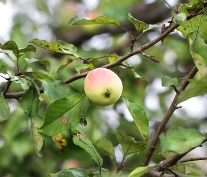 Apple hanging on a tree branch Stock Photos