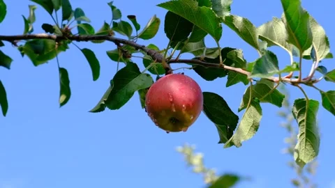 Apple hanging on tree branch - zoom in closer Stock Footage 165161595