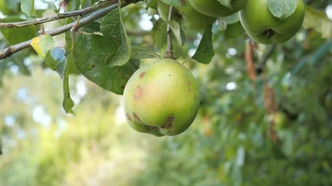 An apple hanging from a tree Stock Footage 116999302