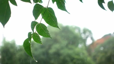 An apple hanging from a tree 스톡 동영상 157867817