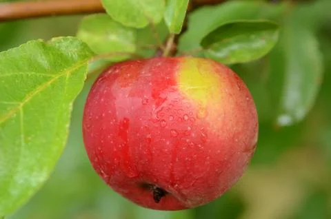 Apple hanging on the tree Stock-Fotos