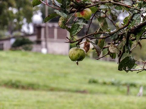 The apple hanging from the tree Stock Photos