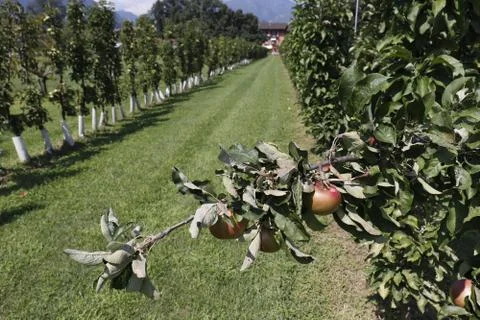 Apple hanging on tree with rows of apple trees on farm. Фото