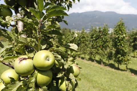 Apple hanging on tree with rows of apple trees on farm. Foto stock